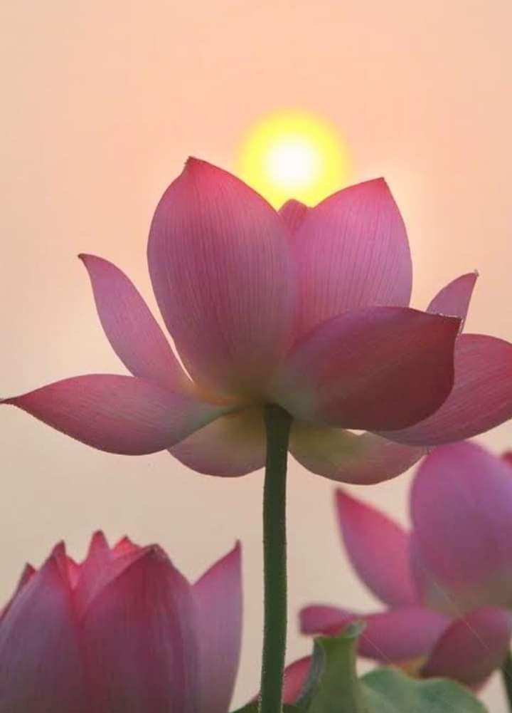 Photo of the user Member 2